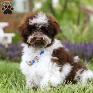 Max, Havapoo Puppy